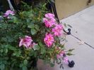 Itty Bitty Pink rose photo