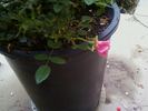 Itty Bitty Pink rose photo