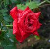 Pride of England rose photo