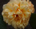 Esperanto rose photo
