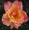 Lord Lambourne rose photo