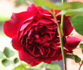 Felix Laporte rose photo