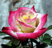 Cristalalique rose photo