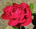 Cathrine Kordes rose photo