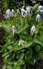 Hakuree clematis photo