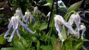 Hakuree clematis photo