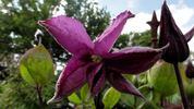 Pamiat Serdtsa clematis photo