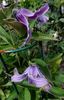 Floris V clematis photo