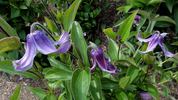 Floris V clematis photo