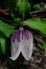 fusca clematis photo