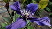 Petit Faucon clematis photo
