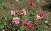 Mansuino Rose rose photo