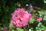 Won Fang Yon rose photo