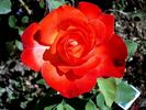 Hippy rose photo