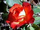 Hippy rose photo