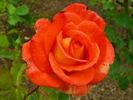 Dynasty rose photo