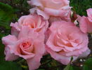 Angela Lansbury rose photo