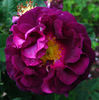Roland's Happy Birthday rose photo