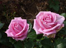 Aqua! rose photo