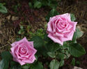 Aqua! rose photo