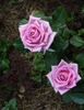 Aqua! rose photo