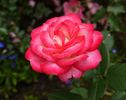 Flushing Meadow rose photo
