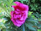 Purple Roadrunner rose photo