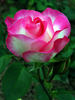 Rosella rose photo