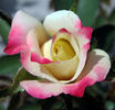 Cristalalique rose photo