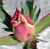 Cristalalique rose photo