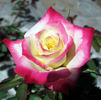 Cristalalique rose photo