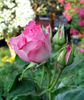 Rosella rose photo