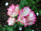 Rosella rose photo