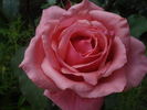 Bel Ange rose photo