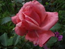 Bel Ange rose photo