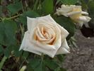 Diana rose photo
