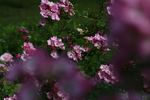 Valdemar rose photo
