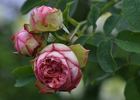 Pierre Bonnard ® rose photo