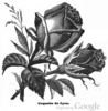 Coquette de Lyon rose photo