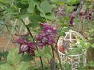 Viticella 'Mary Rose' clematis photo