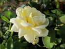 Zitronenfalter ® rose photo