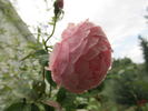 The Reeve ® rose photo