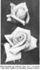 Souvenir de Gustave Prat rose photo