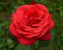 Brandenburg rose photo
