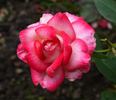 Flushing Meadow rose photo