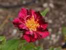 Secret Recipe rose photo