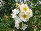 Heidesommer rose photo