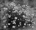 Little Dot. rose photo