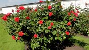 Feuerwerk ® rose photo