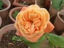 Bonanza Freelander rose photo